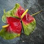 anturio rojo y verde