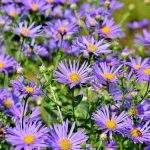 aster