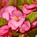 begonia rosa