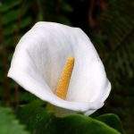 flor cala blanca