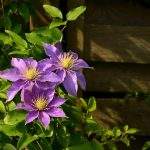 clematis