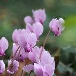 cyclamen