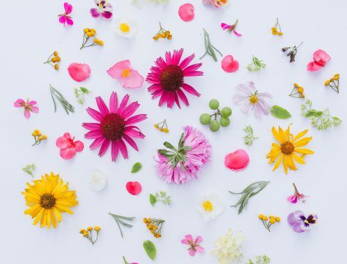 guia-significado-y-simbolismo-de-las-flores-flores-para-siempre