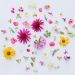 guia-significado-y-simbolismo-de-las-flores-flores-para-siempre