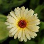 marigold light yellow