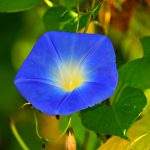 campanilla azul
