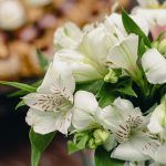 Alstroemeria blanca