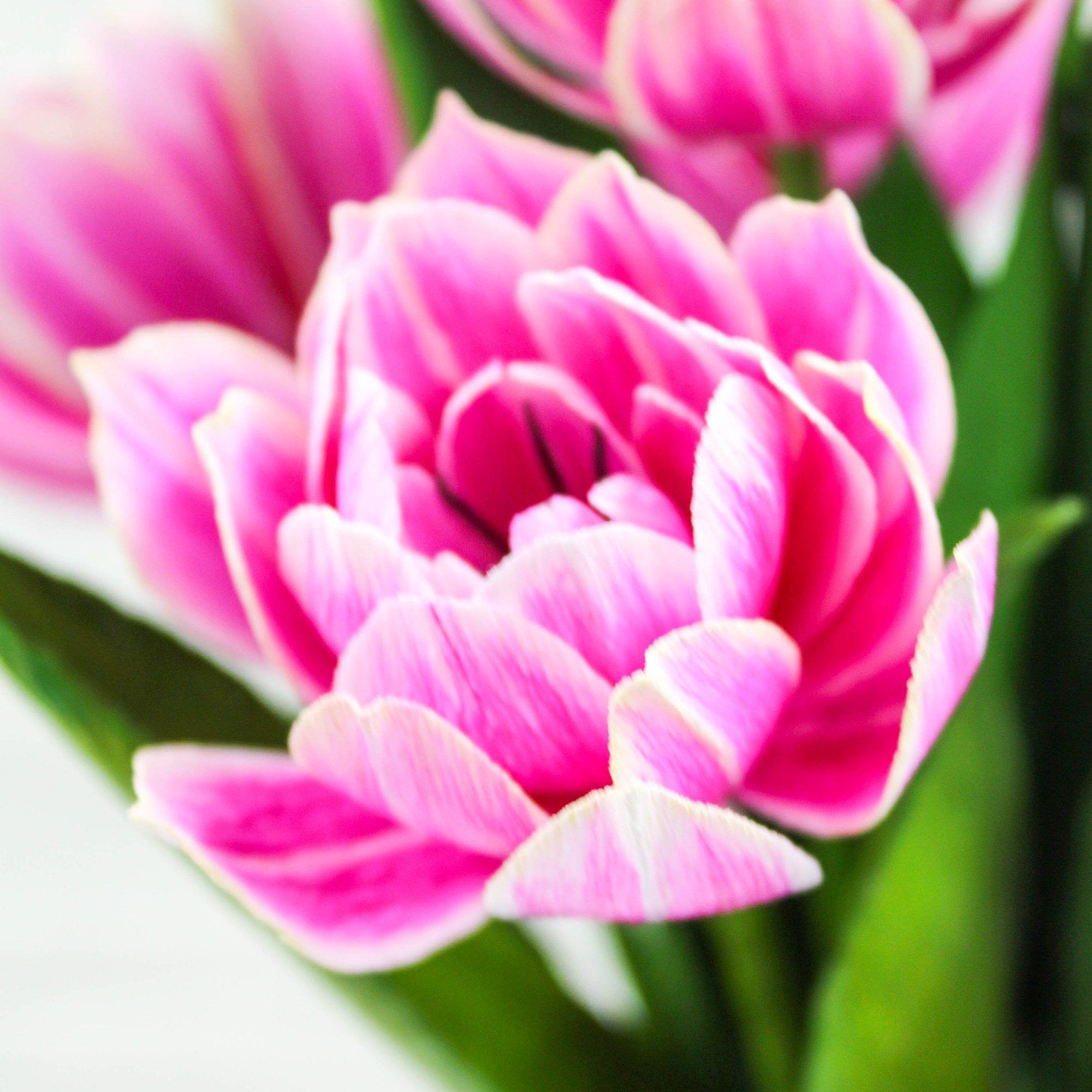 Tulipanes dobles de papel columbus - Imagen 4