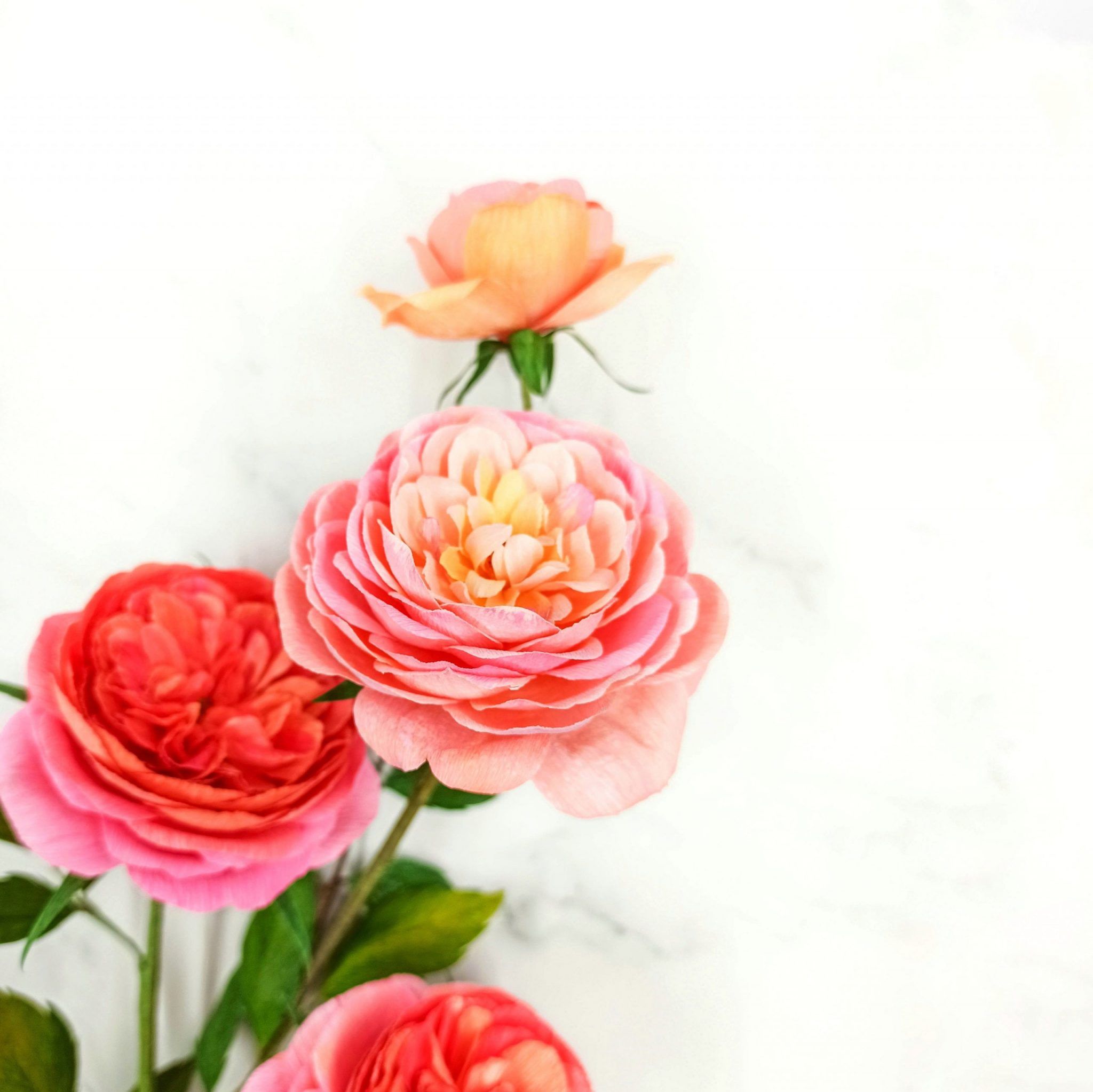 Rosas de jardín de papel, rosas hechas a mano, ramo de rosas de jardín, rosas de papel crepé, ramo realista de papel, flores de papel - Imagen 5