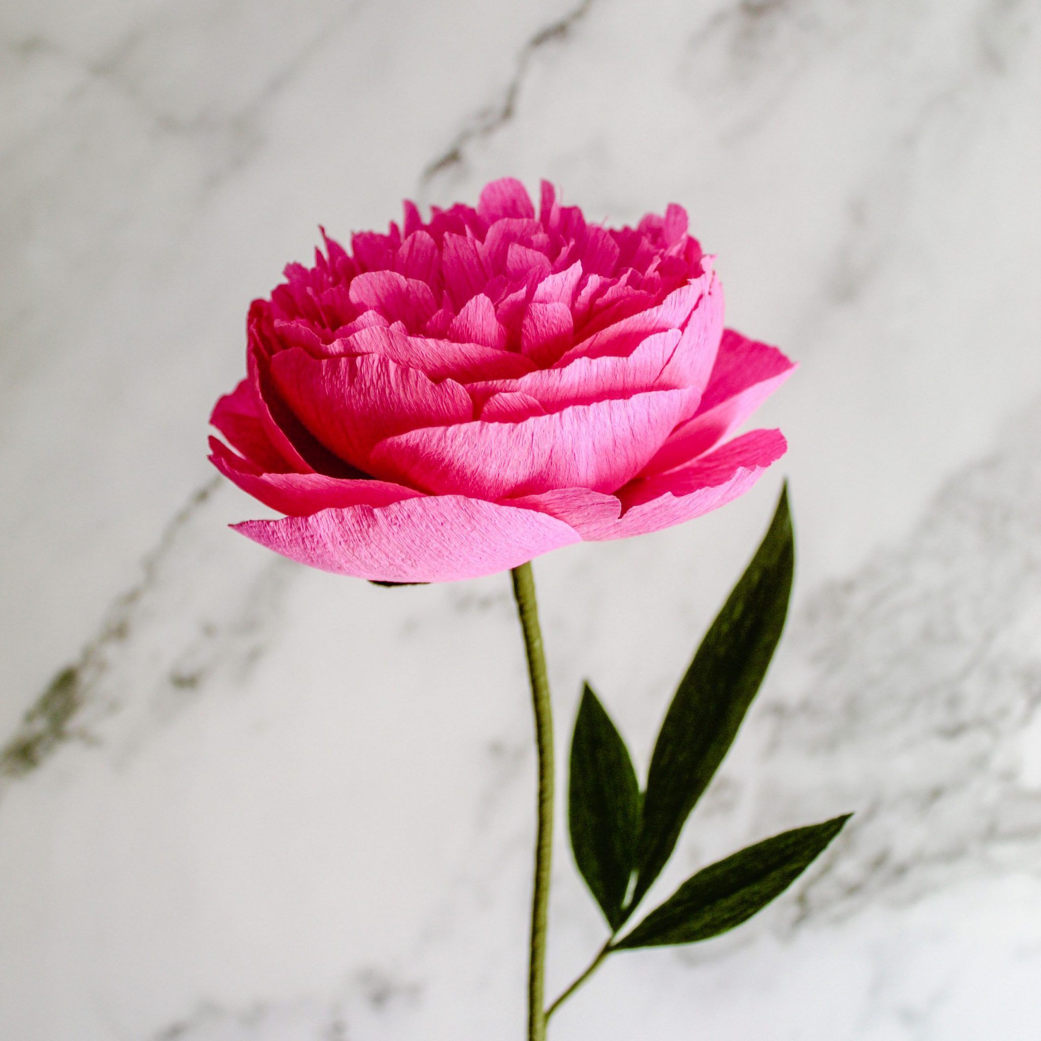 peonía de papel realista color fucsia, flores para siempre